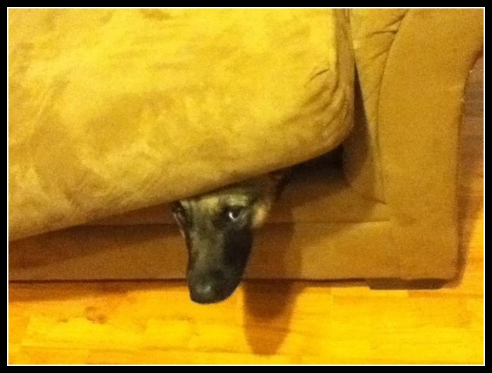 1 mega zabawne zdjęcia psów i kotów