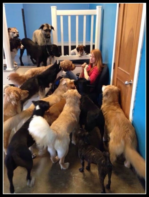 24 mega zabawne zdjęcia psów i kotów