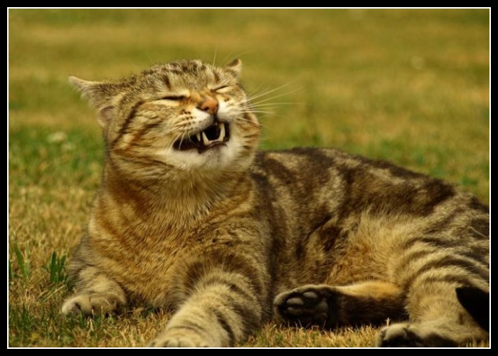 27 mega zabawne zdjęcia psów i kotów