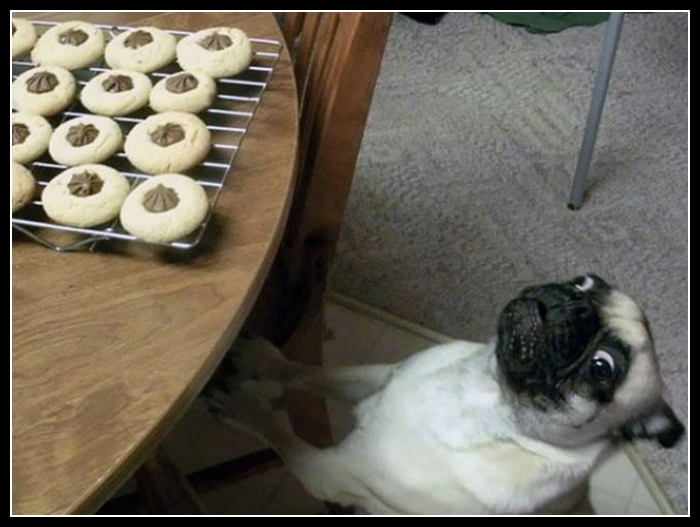 28 mega zabawne zdjęcia psów i kotów