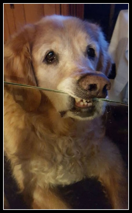 29 mega zabawne zdjęcia psów i kotów