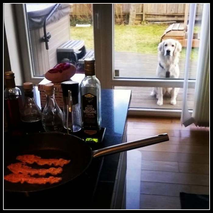 32 mega zabawne zdjęcia psów i kotów