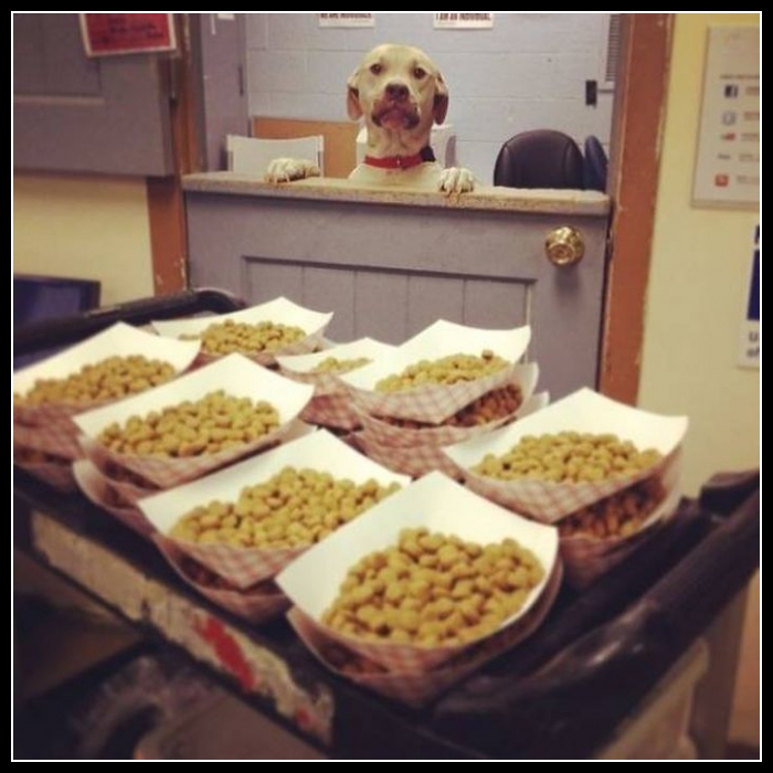 33 mega zabawne zdjęcia psów i kotów