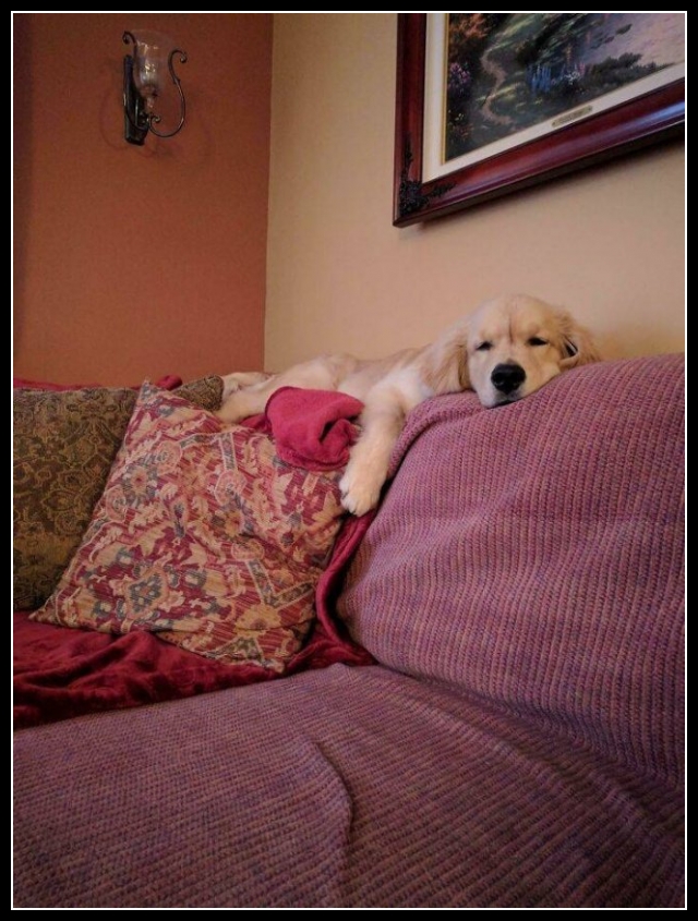 34 mega zabawne zdjęcia psów i kotów