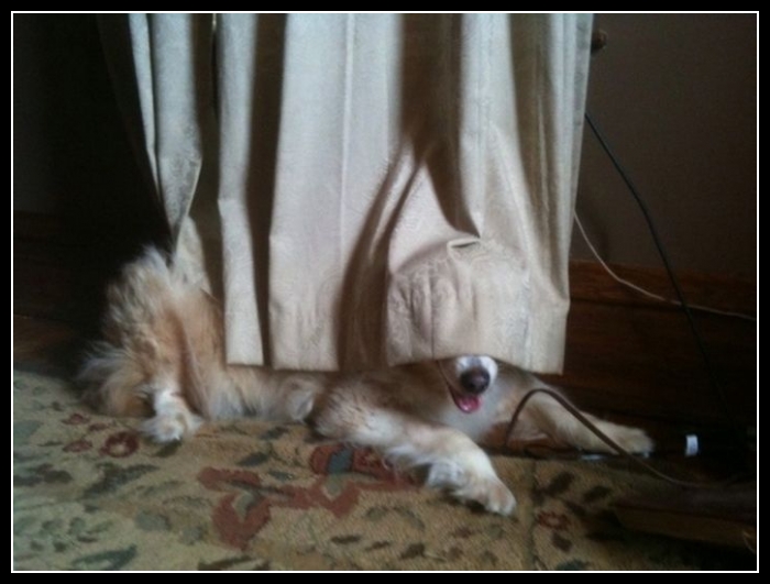 35 mega zabawne zdjęcia psów i kotów