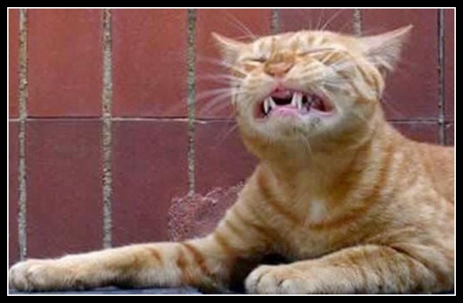 36 mega zabawne zdjęcia psów i kotów