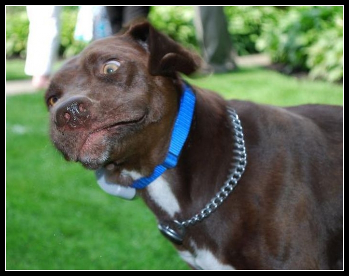 38 mega zabawne zdjęcia psów i kotów