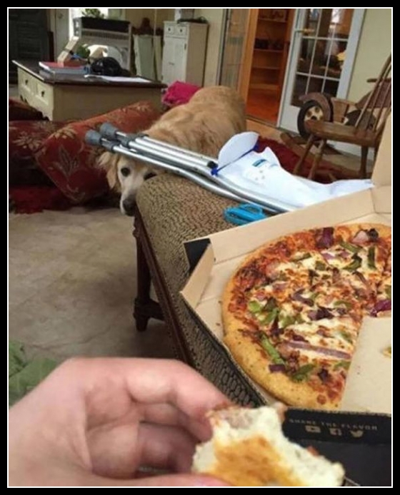 40 mega zabawne zdjęcia psów i kotów