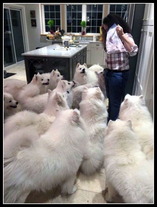 41 mega zabawne zdjęcia psów i kotów