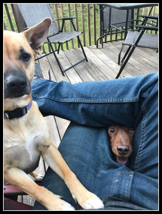 42 mega zabawne zdjęcia psów i kotów