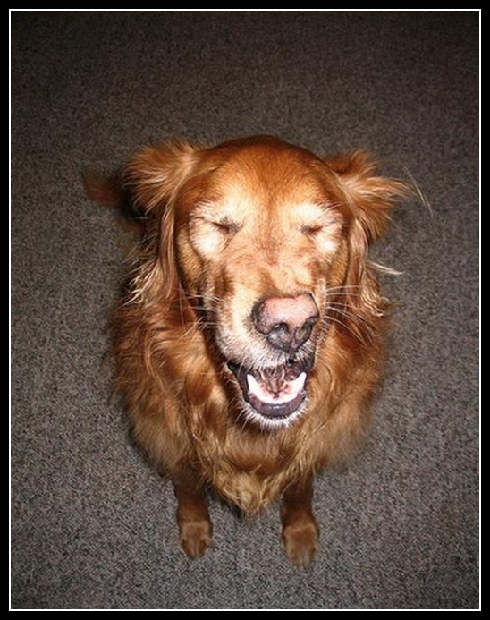 43 mega zabawne zdjęcia psów i kotów