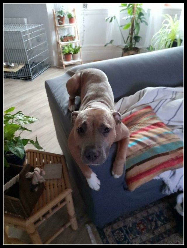 44 mega zabawne zdjęcia psów i kotów