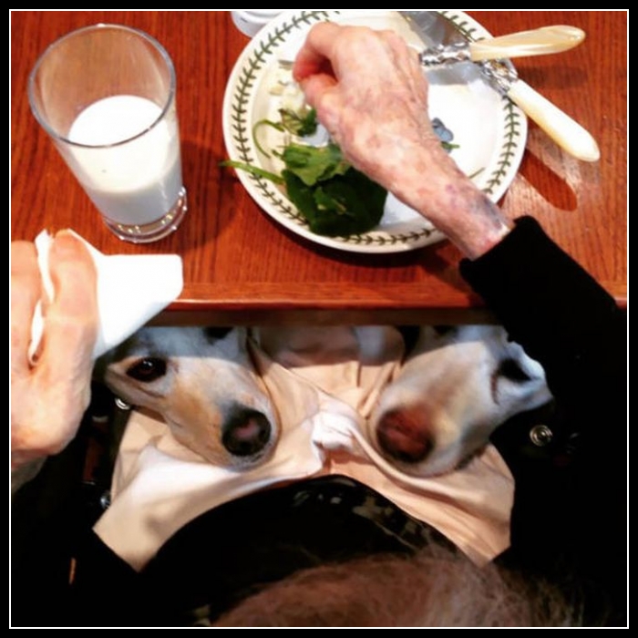 45 mega zabawne zdjęcia psów i kotów