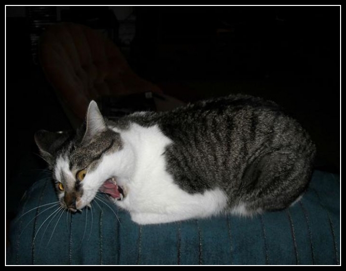 46 mega zabawne zdjęcia psów i kotów