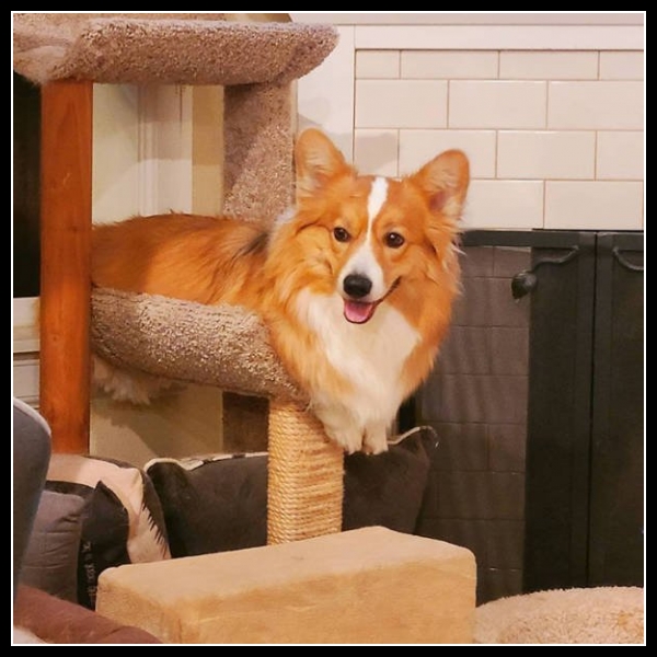 48 mega zabawne zdjęcia psów i kotów