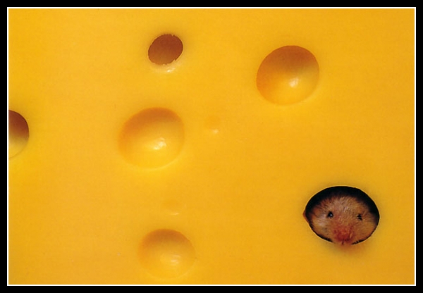 Śmieszne zwierzaki 14