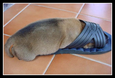 Śmieszne zwierzaki 83