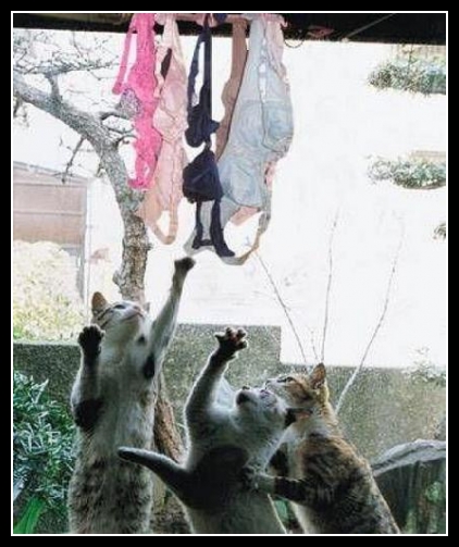 Śmieszne zwierzaki 84