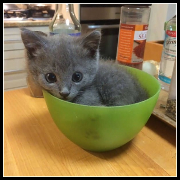 Zabawne zwierzęta 16