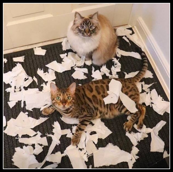 Zabawne zwierzęta 22