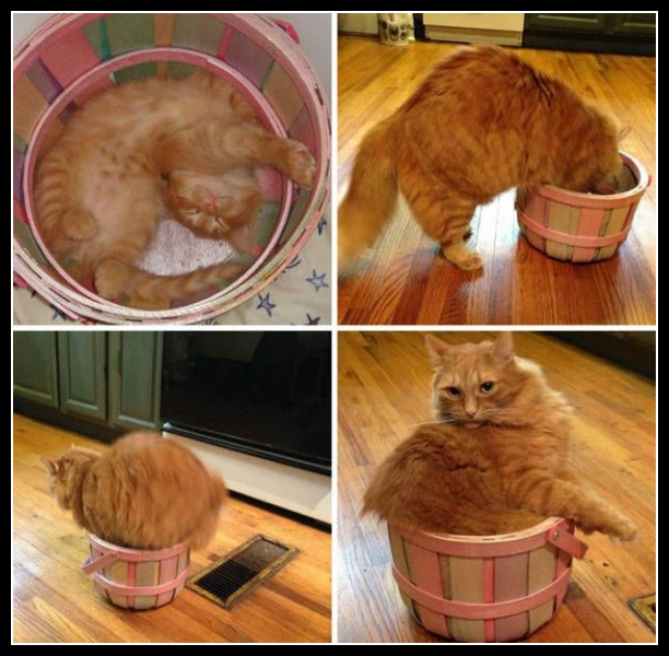 Zabawne zwierzęta 23