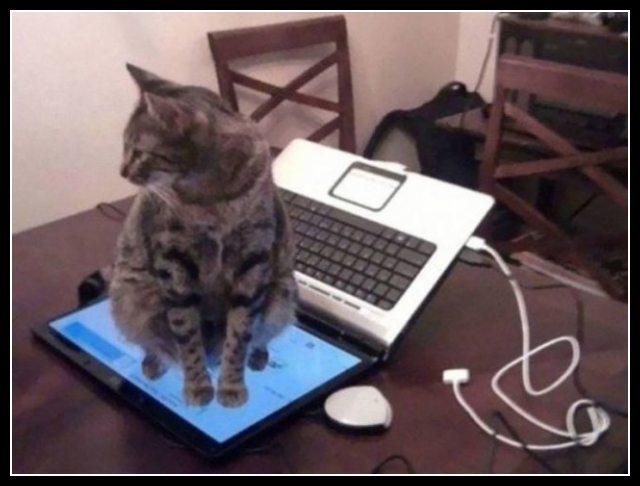 Zabawne zwierzęta 25