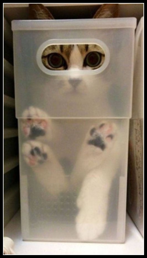 Zabawne zwierzęta 28