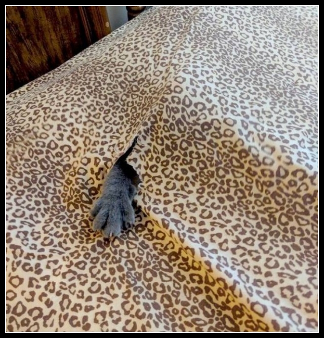 Zabawne zwierzęta 33