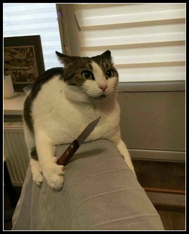 najśmieszniesze zdjęcia ze zwierzętami 2
