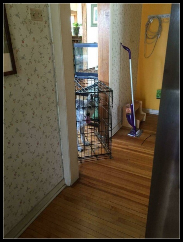 najśmieszniesze zdjęcia ze zwierzętami 8