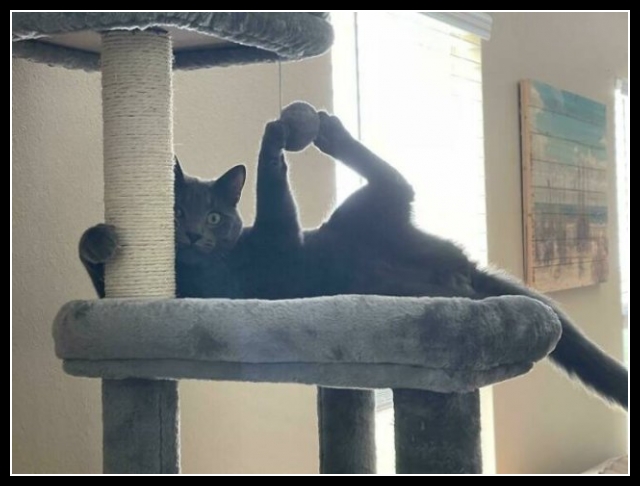 najśmieszniesze zdjęcia ze zwierzętami 18