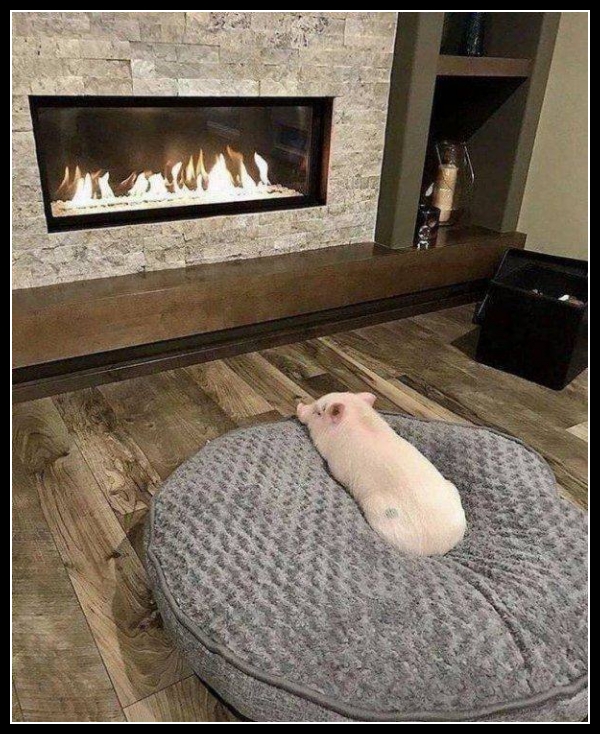 najśmieszniesze zdjęcia ze zwierzętami 19