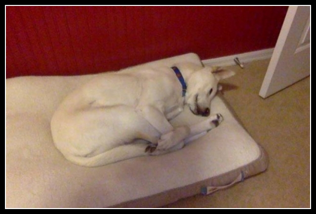 najśmieszniesze zdjęcia ze zwierzętami 22