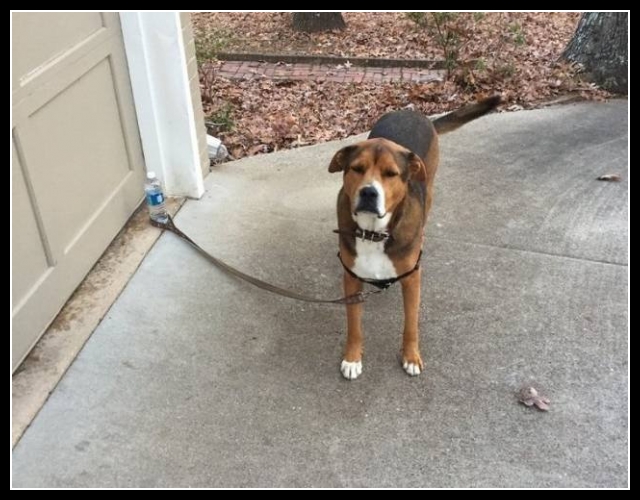 najśmieszniesze zdjęcia ze zwierzętami 29