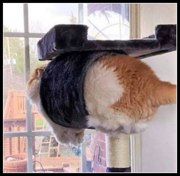 najśmieszniesze zdjęcia ze zwierzętami 26