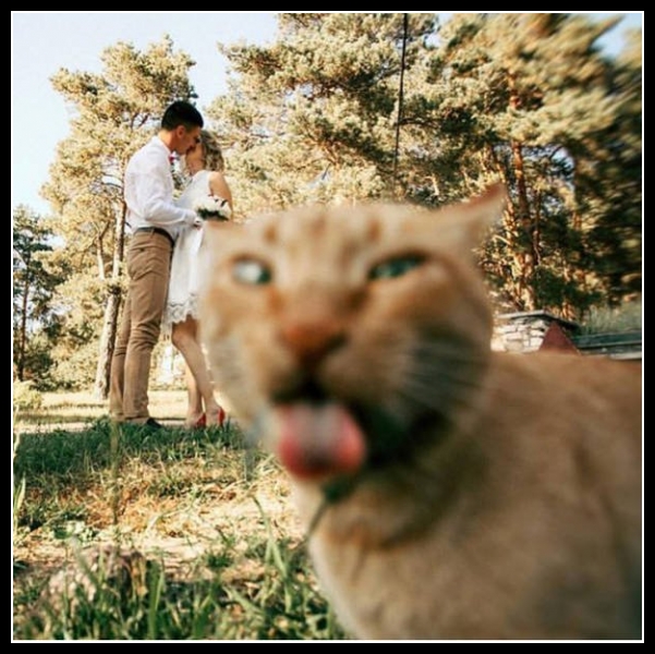 najśmieszniesze zdjęcia ze zwierzętami 31