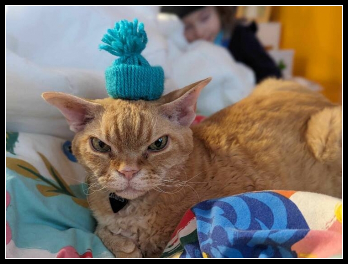 najśmieszniesze zdjęcia ze zwierzętami 30