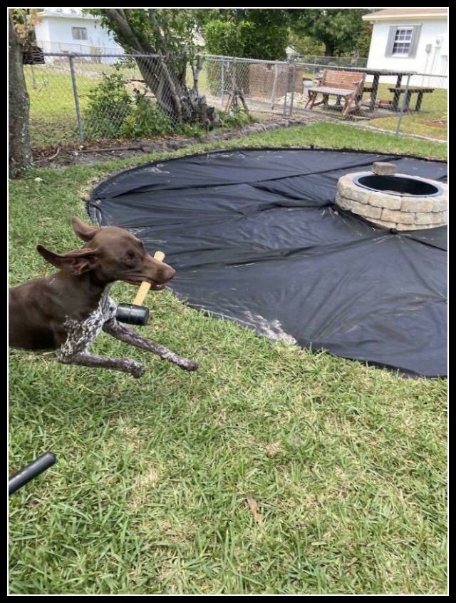 najśmieszniesze zdjęcia ze zwierzętami 25