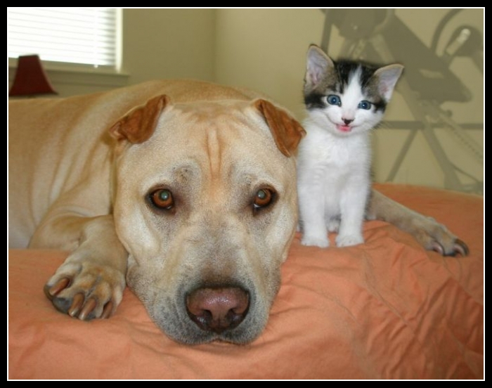 najśmieszniesze zdjęcia ze zwierzętami 24