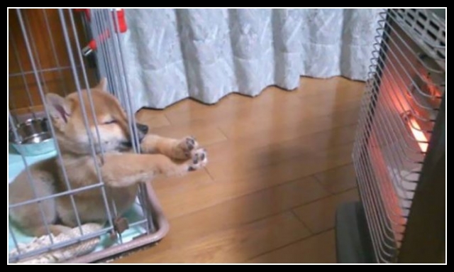 najśmieszniesze zdjęcia ze zwierzętami 23