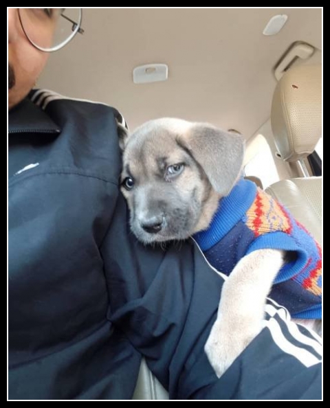 najśmieszniesze zdjęcia ze zwierzętami 32