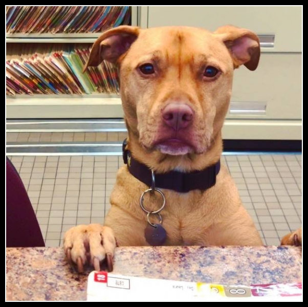 najśmieszniesze zdjęcia ze zwierzętami 36