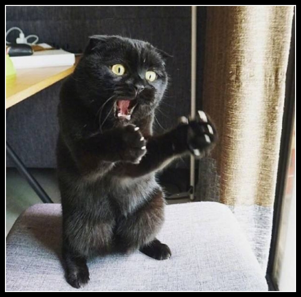 najśmieszniesze zdjęcia ze zwierzętami 34