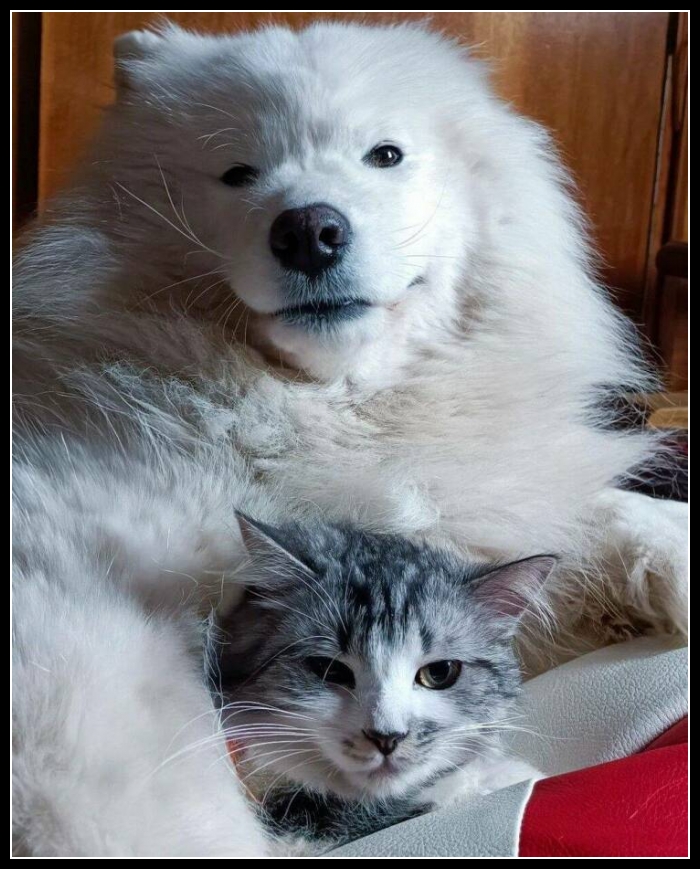 najśmieszniesze zdjęcia ze zwierzętami 33