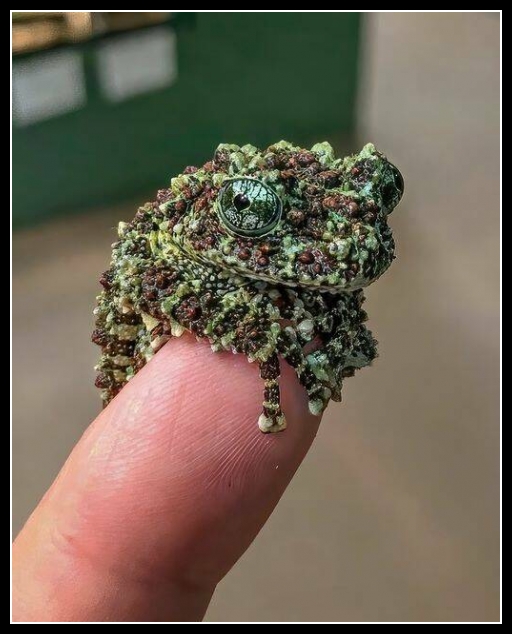 najśmieszniesze zdjęcia ze zwierzętami 35