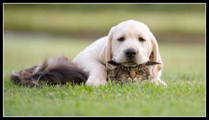 ubaw ze śmiesznymi psami i kotami 10