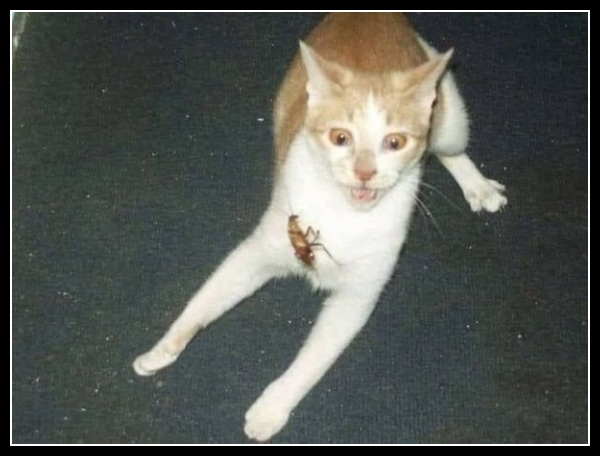 ubaw ze śmiesznymi psami i kotami 12