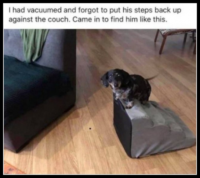 ubaw ze śmiesznymi psami i kotami 13