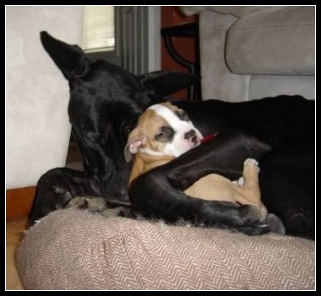 ubaw ze śmiesznymi psami i kotami 15