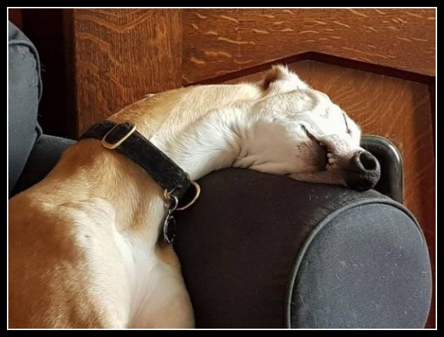 ubaw ze śmiesznymi psami i kotami 16